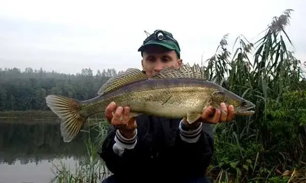 Zdjęcie Na co bierze sandacz z gruntu? Skuteczne przynęty i techniki łowienia