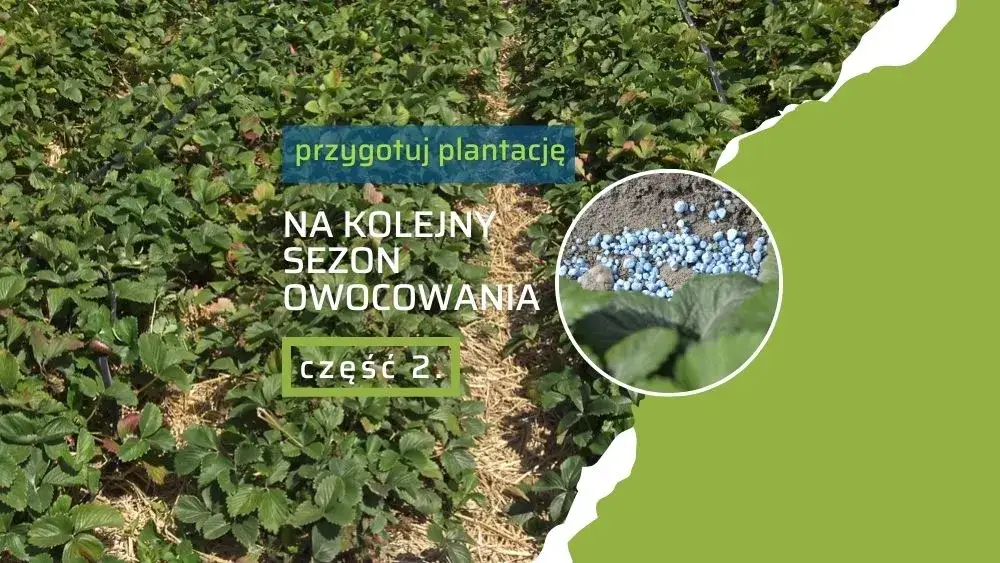 Zdjęcie Jaki nawóz pod truskawki na wiosnę? Poznaj najlepsze opcje nawożenia
