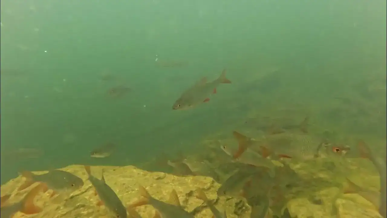 Zdjęcie Jakie ryby przy karmieniu piersią? Bezpieczne gatunki i zalecenia