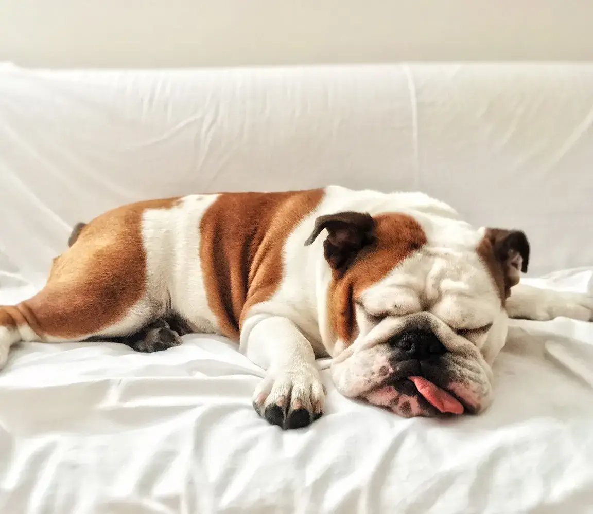 Zdjęcie Ile kosztuje metryka dla psa? Sprawdź ceny i korzyści rodowodu dla twojego pupila