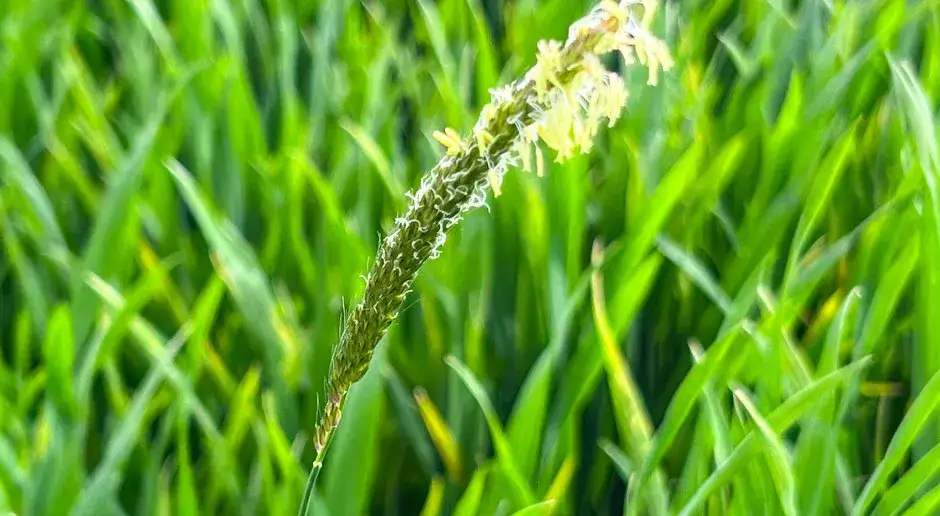 Zdjęcie Jak skutecznie zwalczyć kostrzewę chwast i ochronić plony zbóż