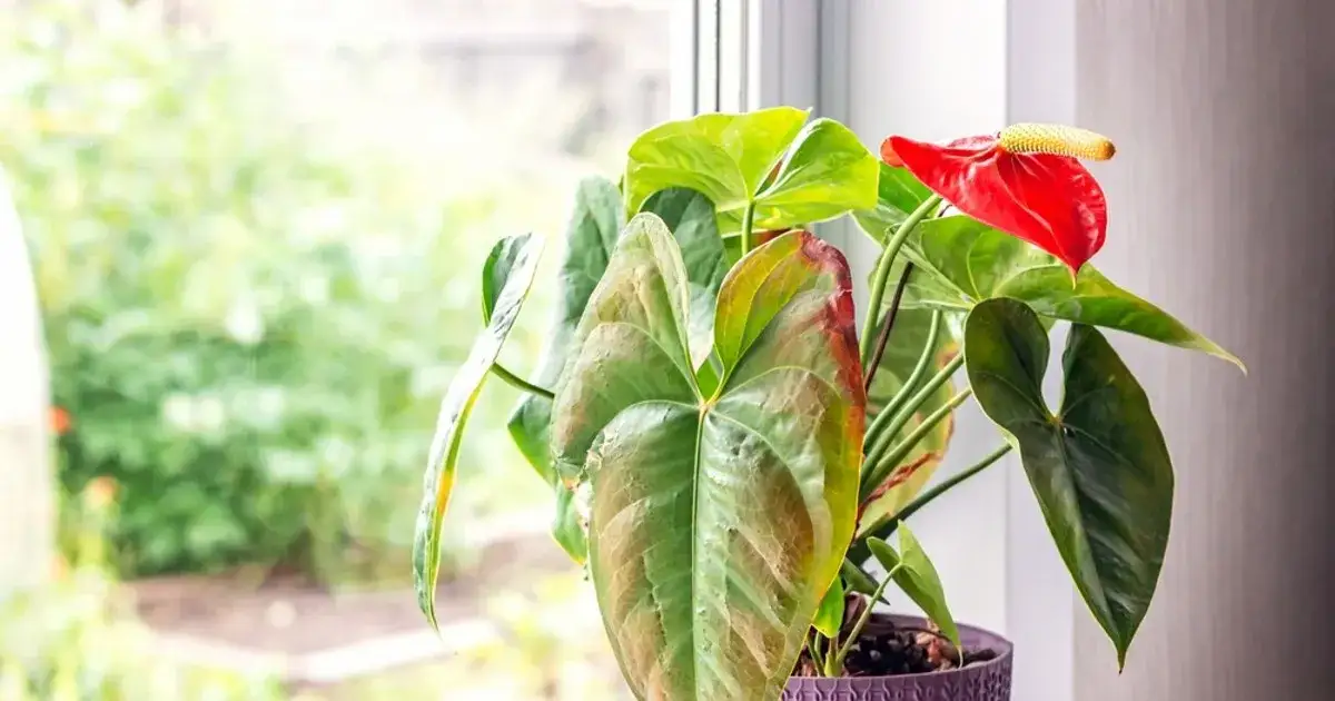 Zdjęcie Jakie nawozy są najlepsze dla anturium? Odkryj sekrety pielęgnacji