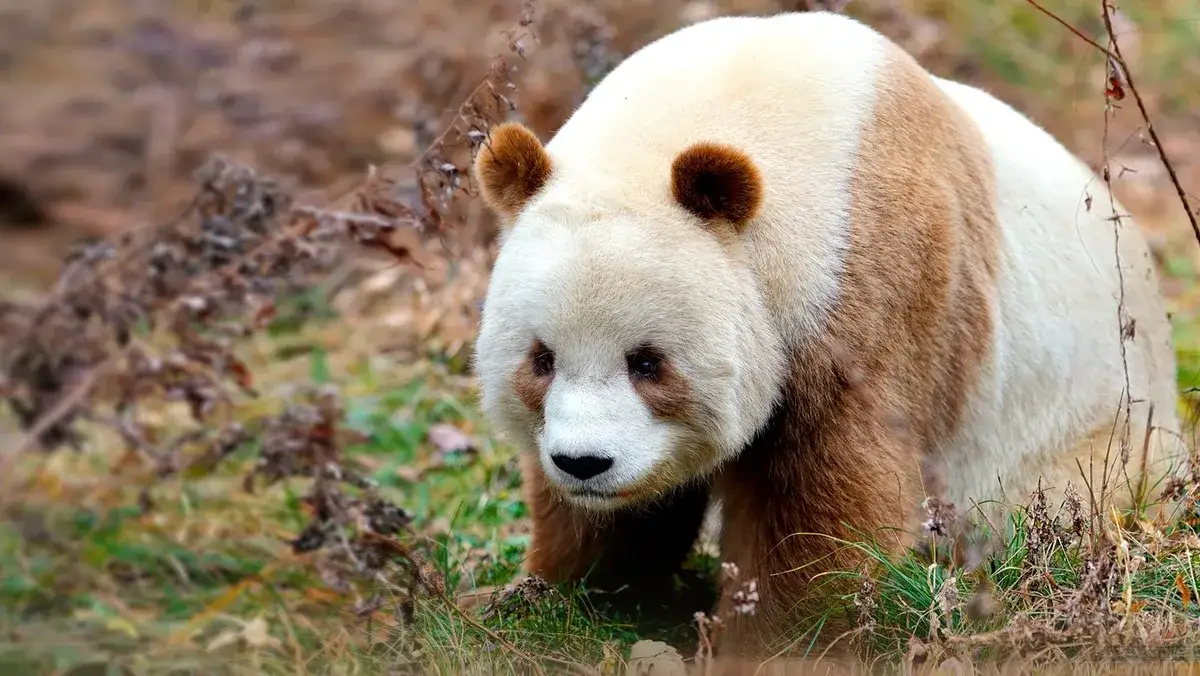 Zdjęcie W jakim kraju żyją pandy? Odkryj ich naturalne siedliska w Chinach