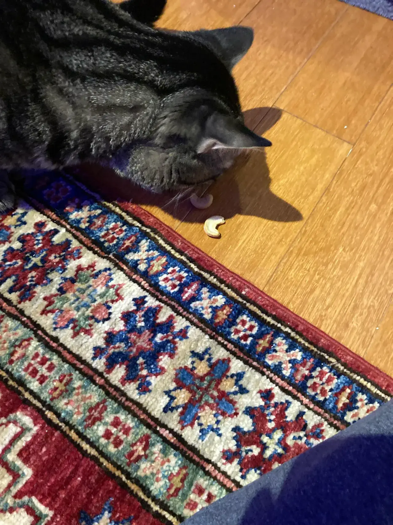 Zdjęcie Czy koty mogą jeść orzechy nerkowca? Sprawdź ryzyko i alternatywy