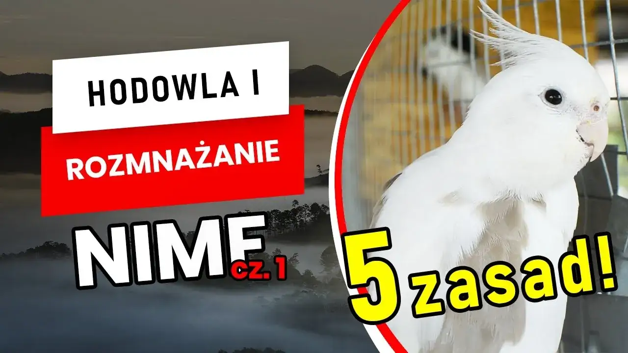 Zdjęcie Jak zarejestrować hodowlę papug w Polsce - uniknij błędów i kosztów