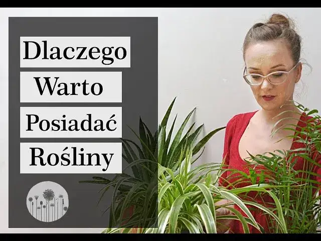 Zdjęcie Dlaczego uprawiamy rośliny doniczkowe? Odkryj ich niezwykłe korzyści