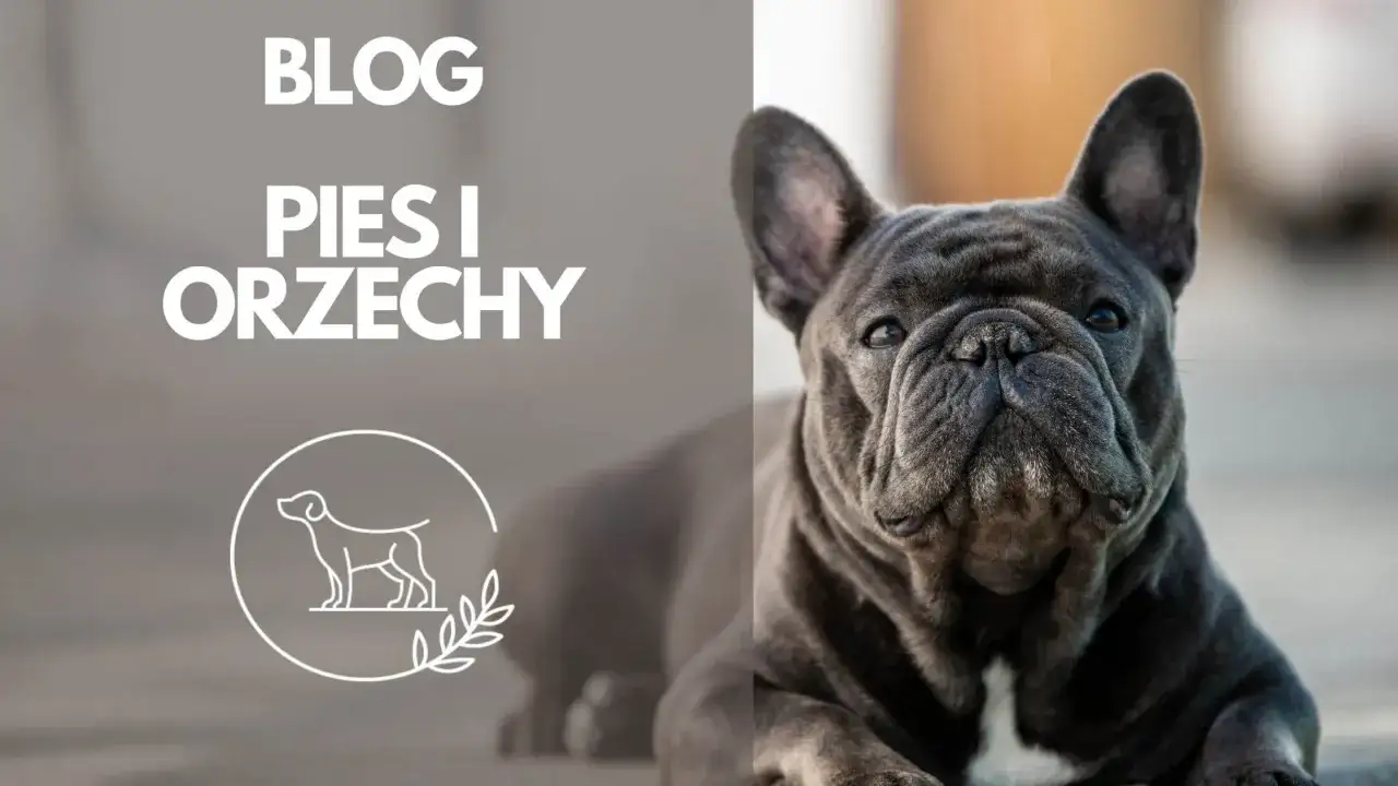 Zdjęcie Czy pies może jeść orzechy pekan? Szkodliwość i bezpieczne przekąski.