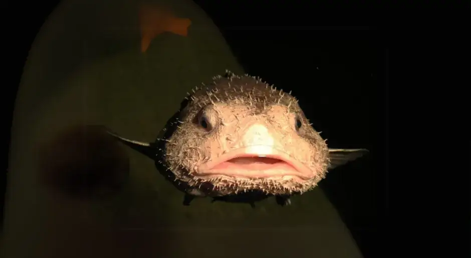 Zdjęcie Jak wygląda najbrzydsza ryba na świecie i dlaczego budzi obrzydzenie