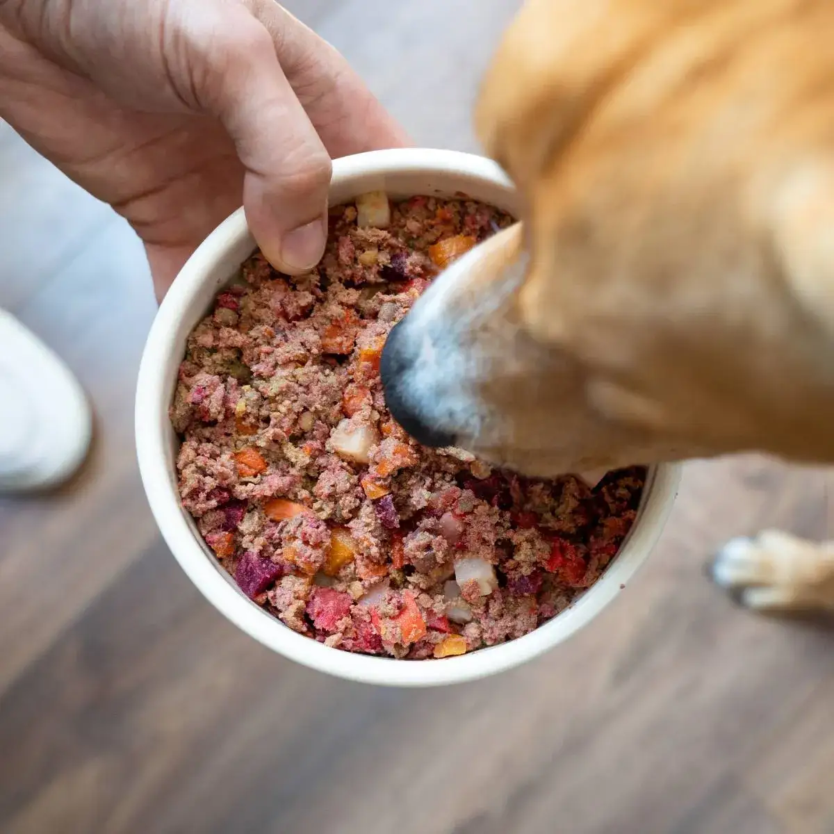 Zdjęcie Co gotować dla psa przepisy na zdrowe i smaczne posiłki domowe