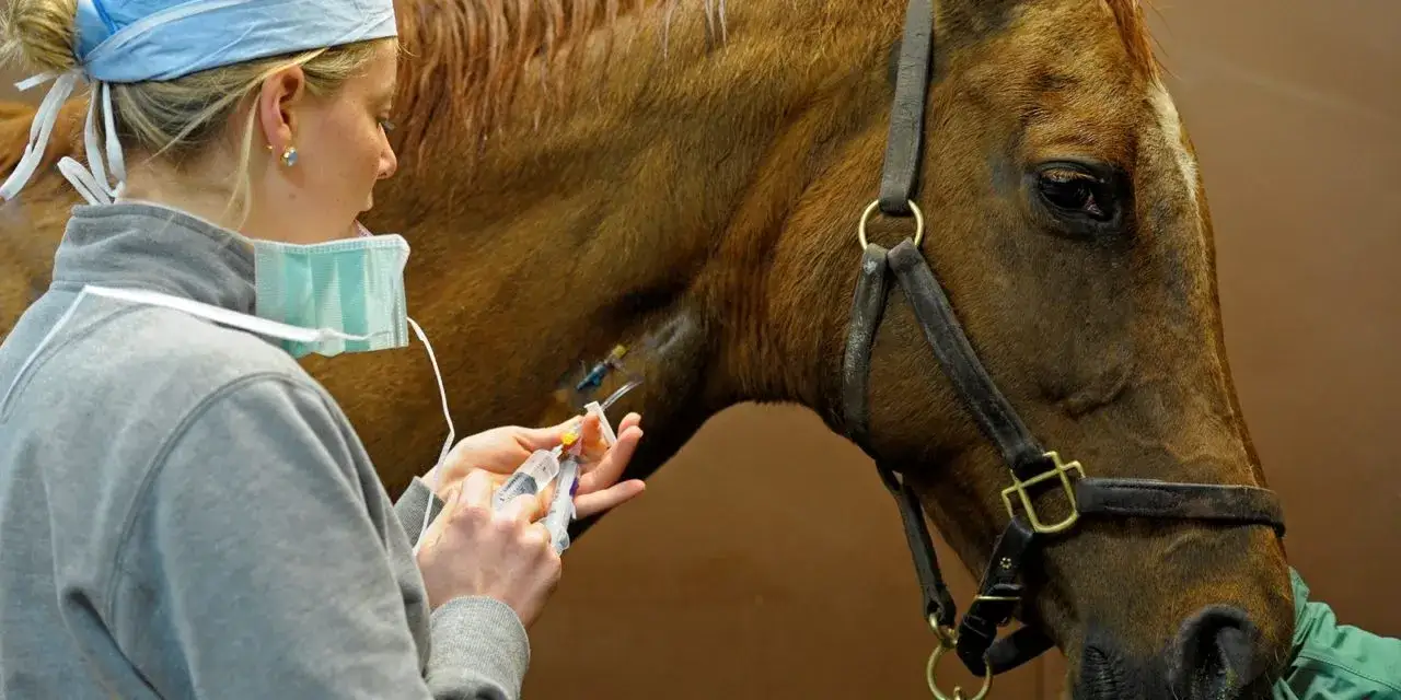 Zdjęcie Ile zarabia weterynarz od koni? Zaskakujące różnice w wynagrodzeniach