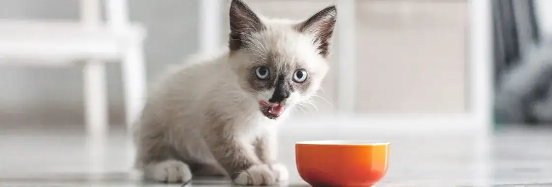 Zdjęcie Czym karmić małego kotka bez matki, aby zapewnić mu zdrowie?