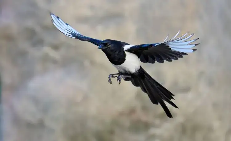 Zdjęcie Co oznacza, gdy ptak uderza w okno? Symbolika i przesłania