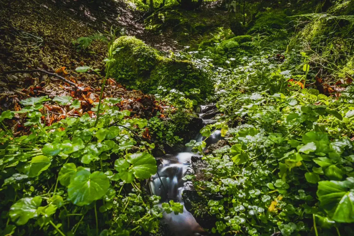 Zdjęcie Dónde nace el Sella: el sorprendente origen del río en Picos de Europa