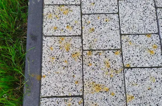 Zdjęcie Skuteczne sposoby na to, czym zmyć zaprawę z klinkieru i nie zniszczyć powierzchni