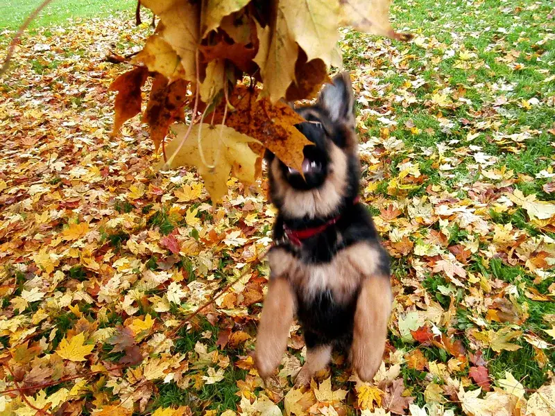 Zdjęcie Co powinien umieć 4 miesięczny szczeniak, aby uniknąć problemów w przyszłości