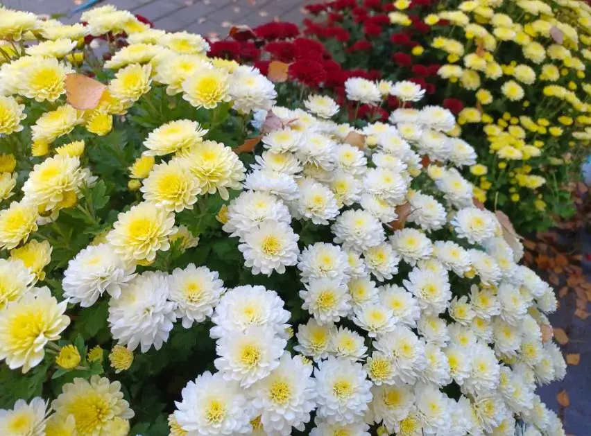 Zdjęcie Jak udekorować chryzantemy w doniczce na cmentarz, aby były piękne