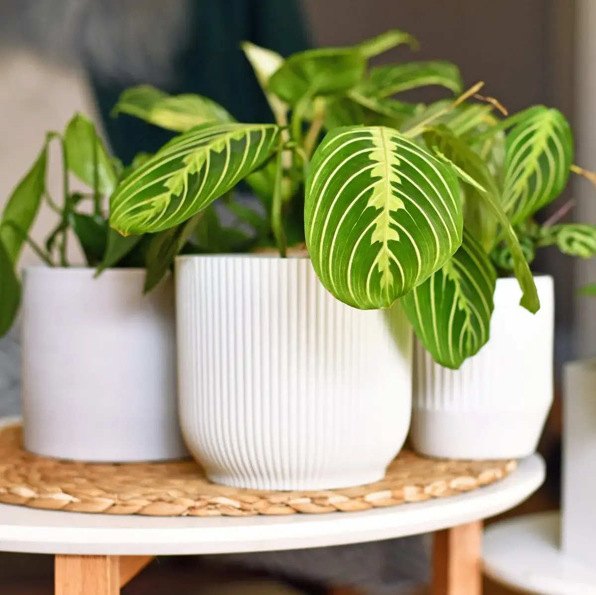 Zdjęcie Plantas que no necesitan luz: opciones ideales para espacios oscuros