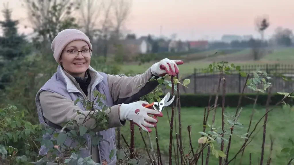 Zdjęcie Jak i kiedy przycinać róże pnące, by uniknąć błędów i cieszyć się pięknem