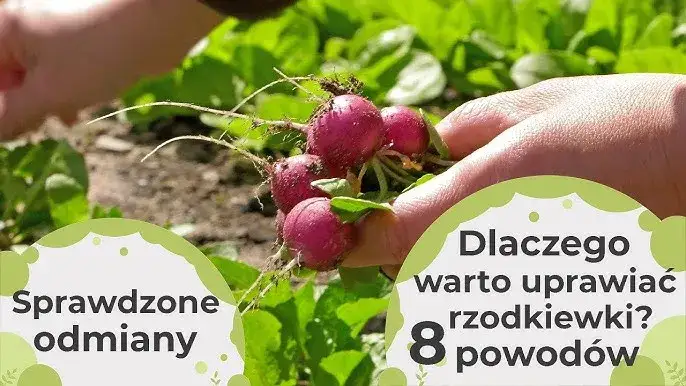 Zdjęcie Siew rzodkiewki w czerwcu: triki na udane zbiory i odmiany