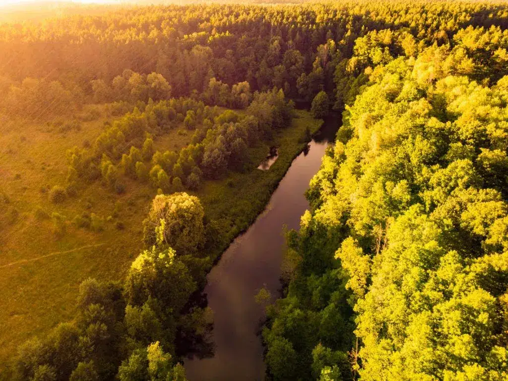 Zdjęcie Gdzie na grzyby z noclegiem? Odkryj najlepsze miejsca w Polsce