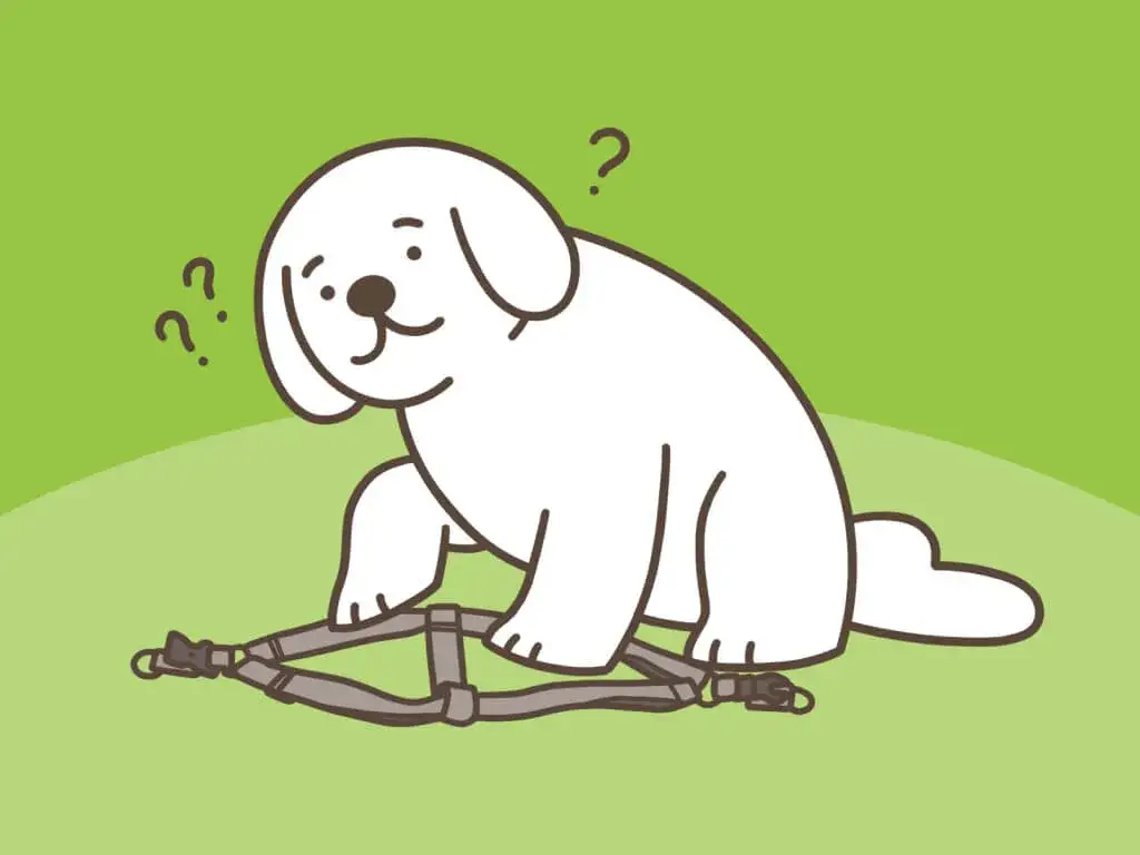 Zdjęcie Jak założyć psu szelki - krok po kroku dla komfortu i bezpieczeństwa