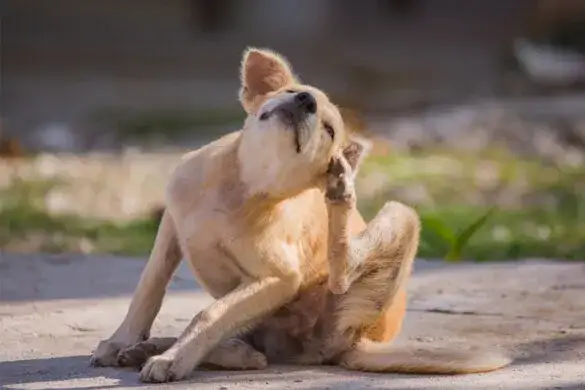 Zdjęcie Czy świerzb u psa jest zaraźliwy dla ludzi? Objawy i zagrożenia