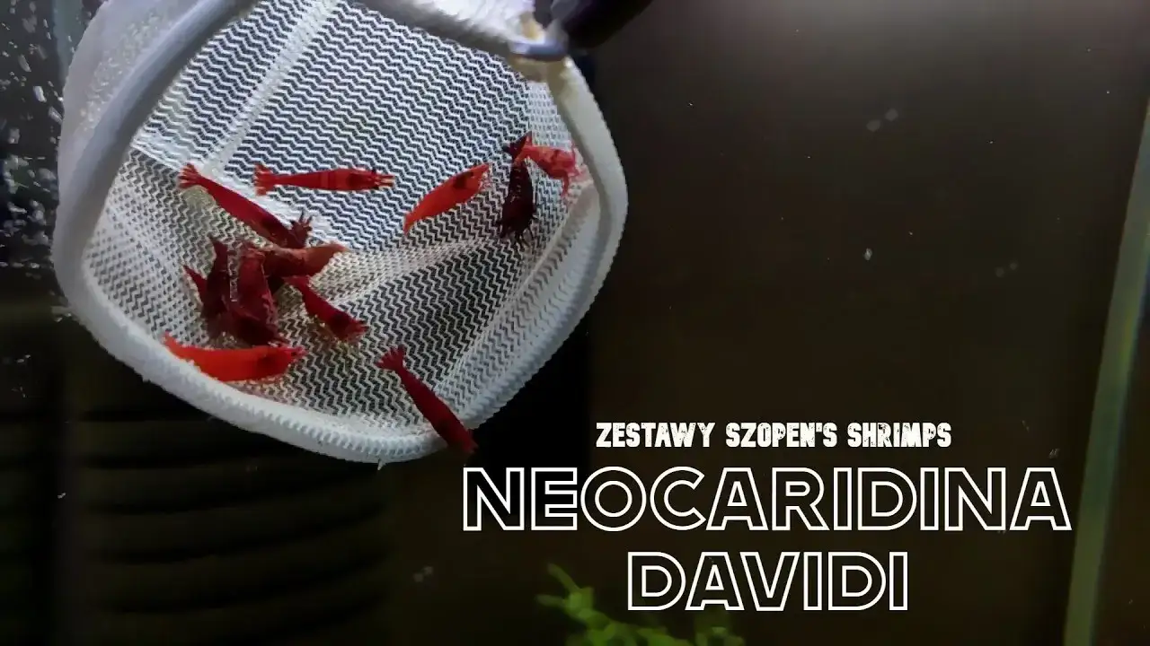 Zdjęcie Jak rozmnażają się krewetki red cherry - proste sposoby na sukces w akwarium