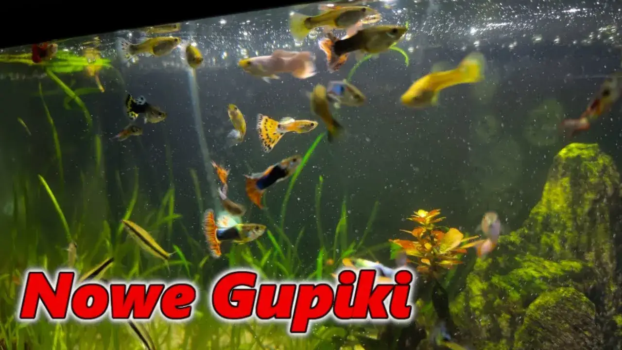 Zdjęcie Jak rozmnażają się gupiki? Poznaj sekrety ich rozmnażania w akwarium