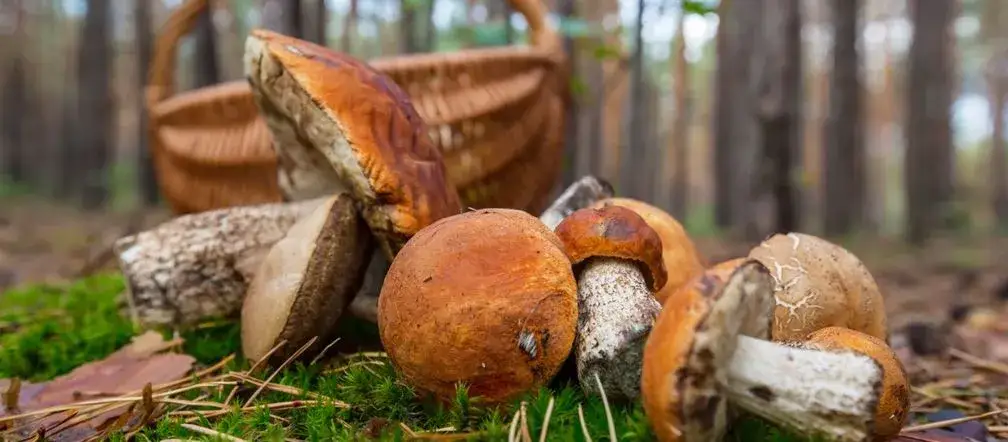 Zdjęcie Gdzie na grzyby Szczecin? Odkryj najlepsze miejsca na grzybobranie