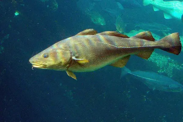 Zdjęcie Czy można łowić dorsza w Bałtyku? Sprawdź ważne przepisy i limity