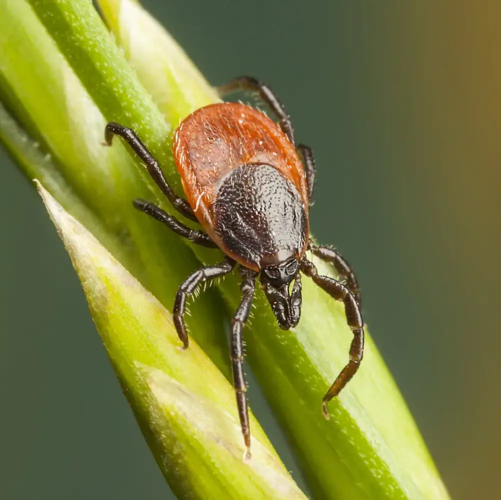 Zdjęcie Czy kleszcze są groźne dla psów? Poznaj niebezpieczne choroby