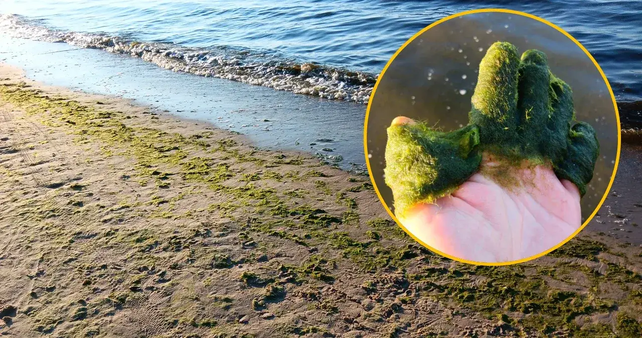 Zdjęcie Dlaczego Bałtyk jest mało zasolony: 3 główne przyczyny tego zjawiska