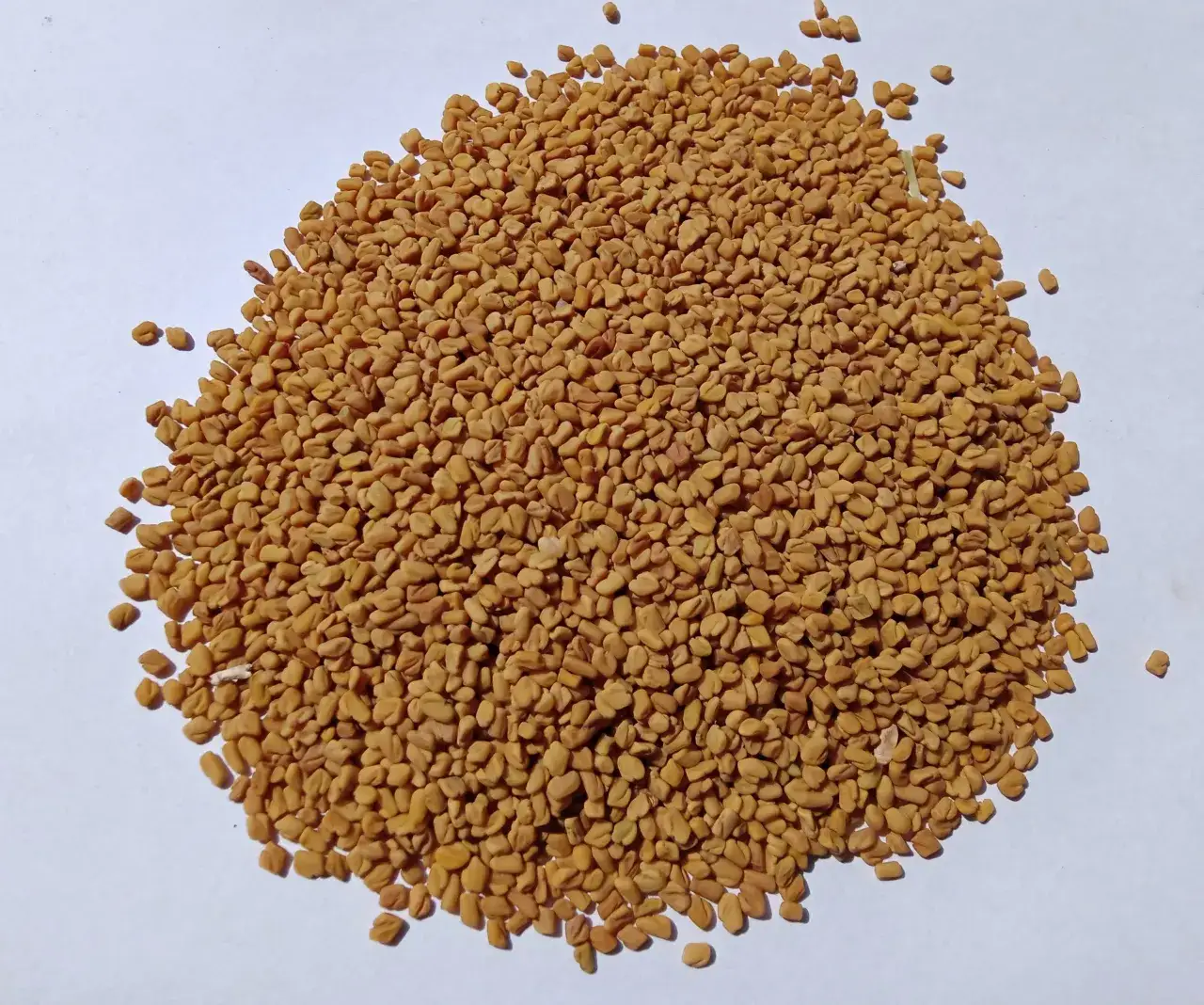 Zdjęcie Gdzie kupić kozieradkę przyprawę? Sprawdzone miejsca i ceny