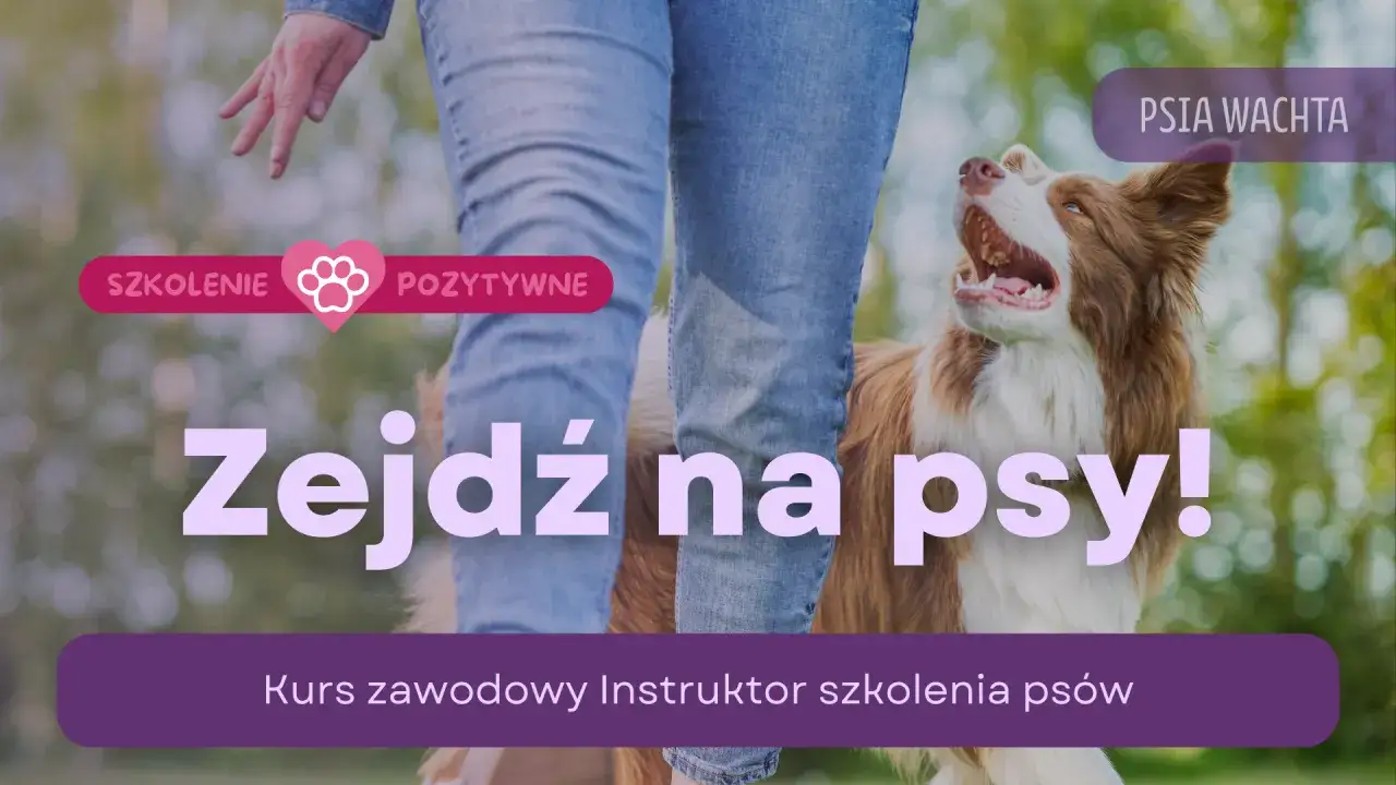 Zdjęcie Jak zostać instruktorem szkolenia psów: kompleksowy poradnik i wymagania