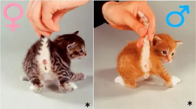 Zdjęcie Jak rozpoznać płeć małego kotka - uniknij błędów przy identyfikacji