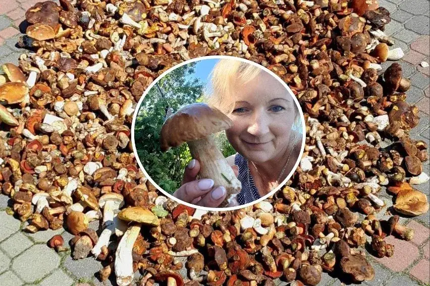 Zdjęcie Gdzie na grzyby świętokrzyskie? Odkryj najlepsze miejsca na grzyby