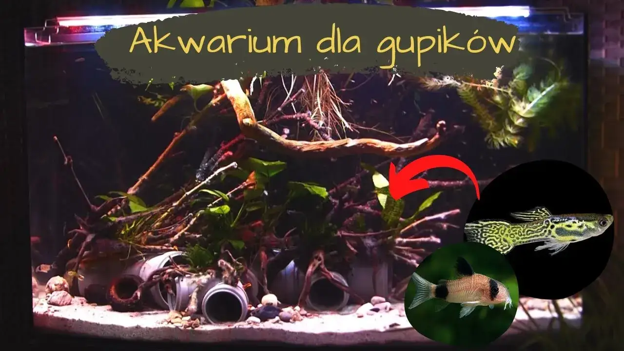Zdjęcie Jak urządzić akwarium dla gupików, aby uniknąć najczęstszych błędów