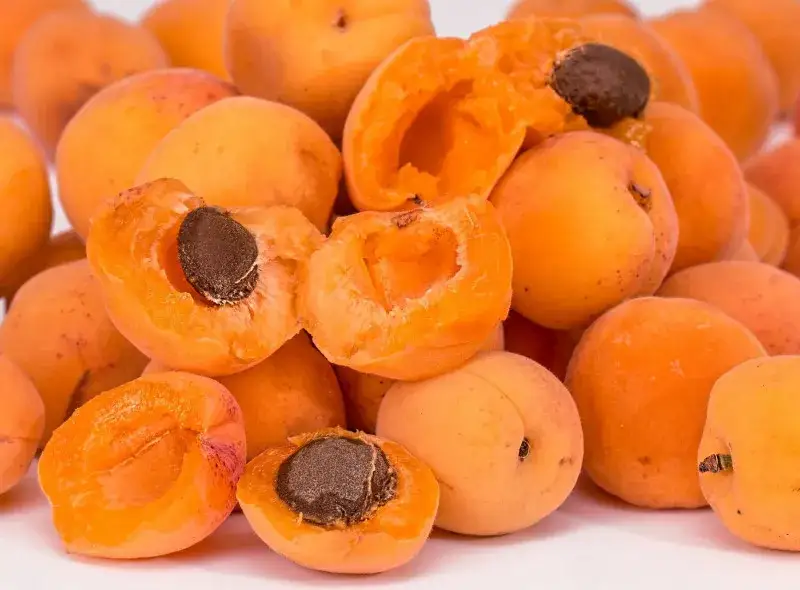 Zdjęcie Czy pies może jeść morele: zasady i zagrożenia dla twojego pupila