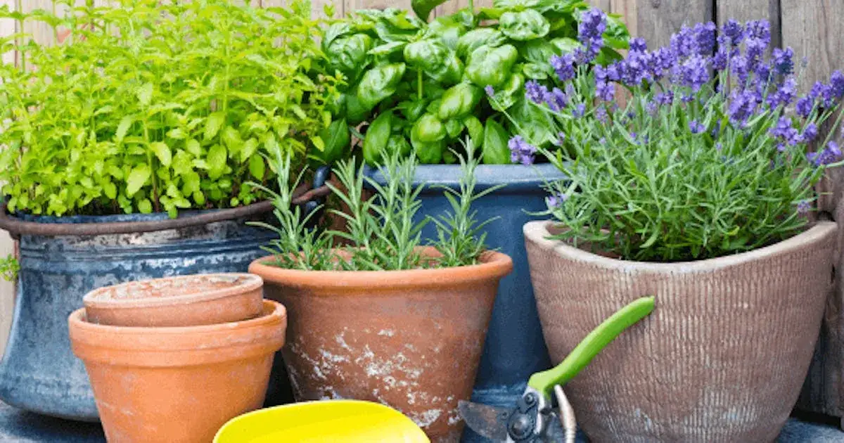 Zdjęcie Jakie zioła w doniczkach łatwo uprawiać w domu i jak je pielęgnować