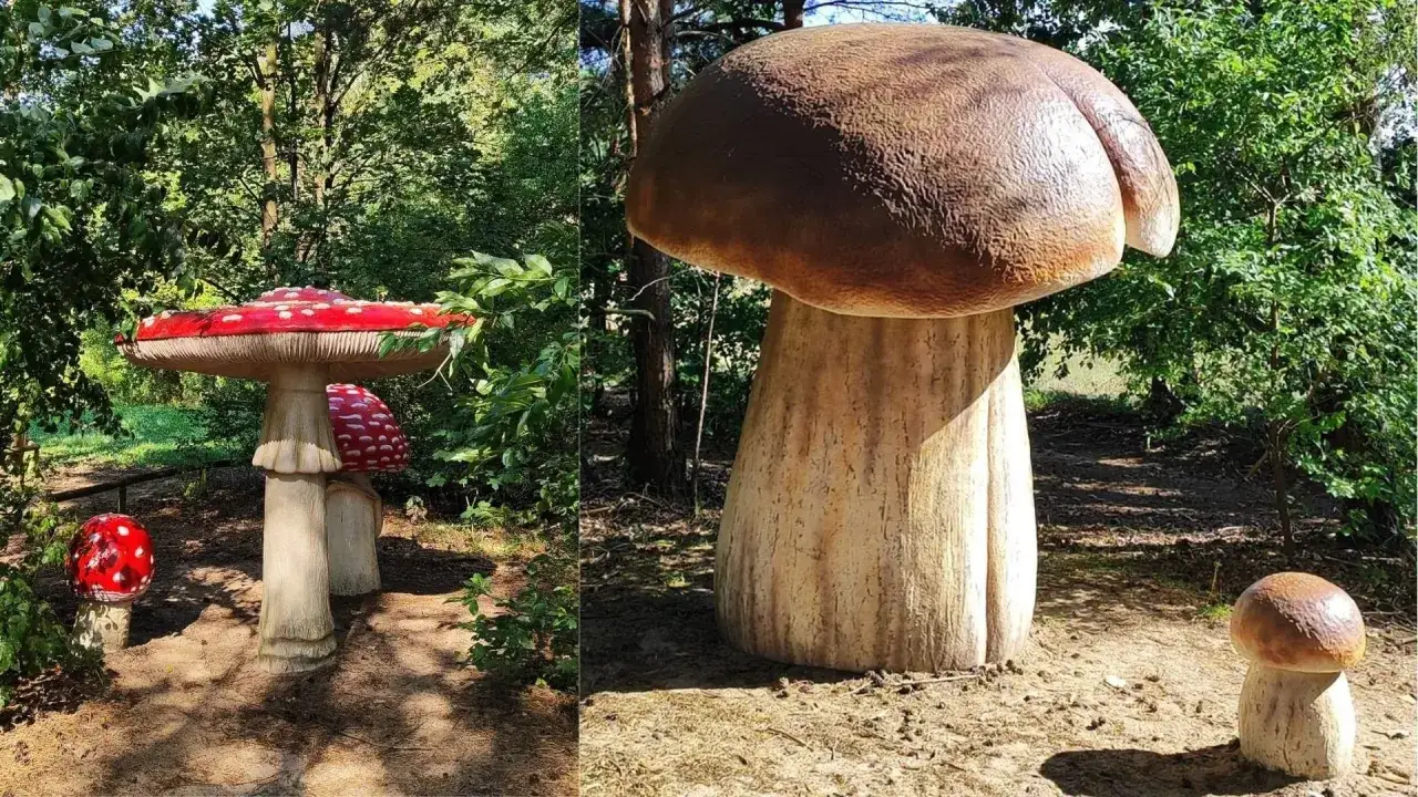 Zdjęcie Gdzie na grzyby z noclegiem? Odkryj idealne miejsca na wypoczynek