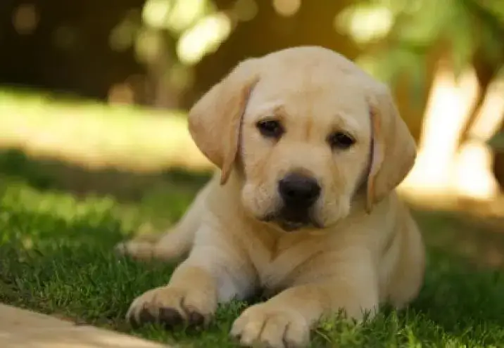 Zdjęcie Przyjazne psy do domu z dziećmi – bezpieczne rasy dla małych pociech