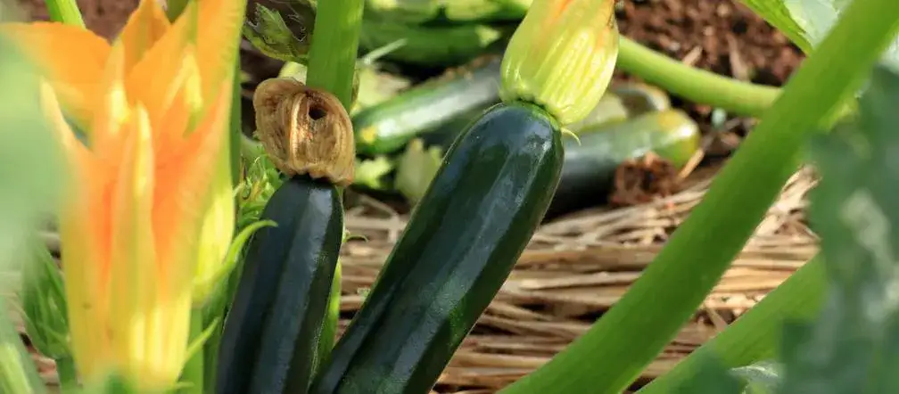 Zdjęcie Jak sadzić cukinie do gruntu: 5 prostych kroków dla obfitych plonów