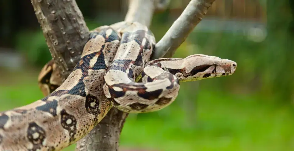 Zdjęcie Czym się żywi boa dusiciel? Odkryj tajemnice jego diety