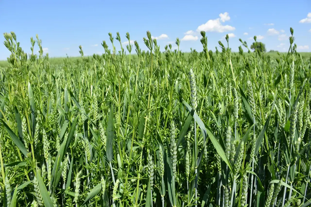 Zdjęcie Chwast w zbożu: Jak skutecznie zwalczać uciążliwe chwasty i chronić plony