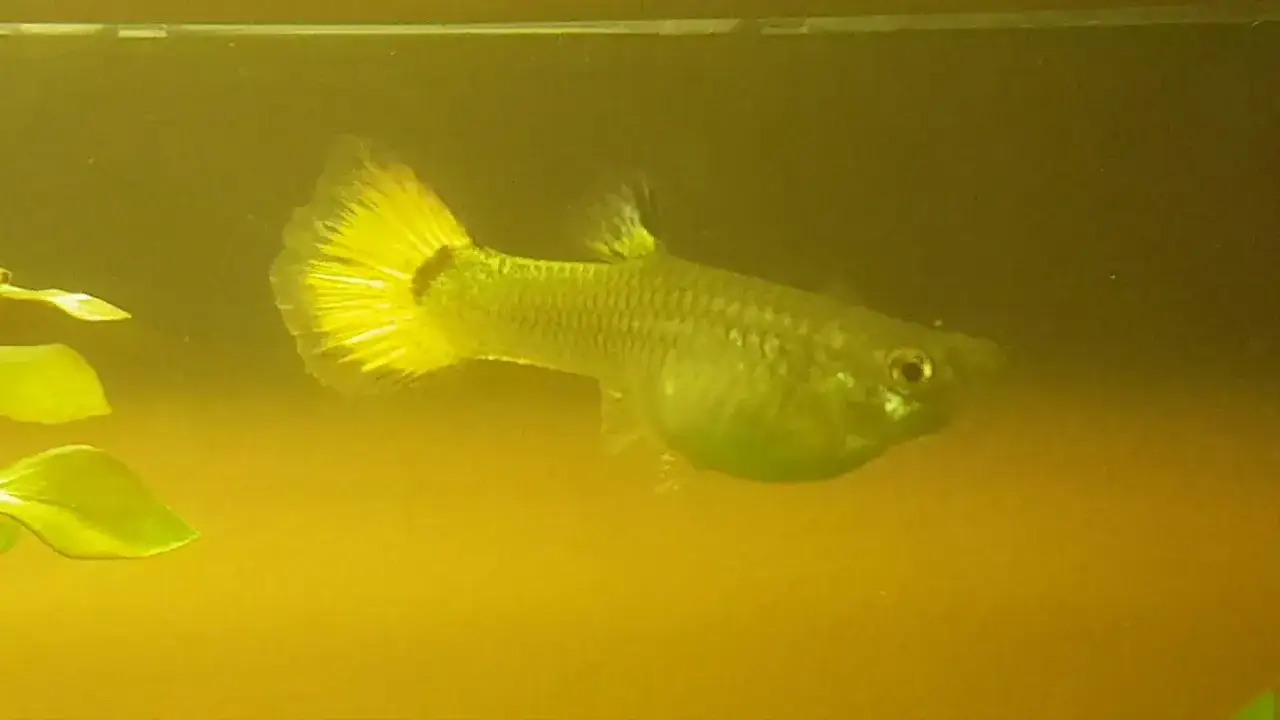 Zdjęcie Ile trwa poród gupika? Poznaj czas i tajniki rodzenia młodych rybek