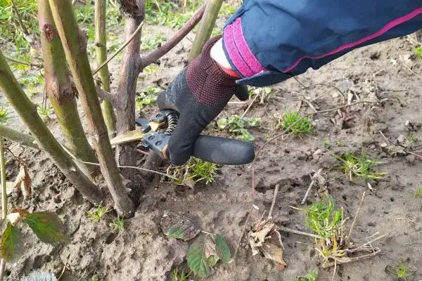 Zdjęcie Jak przycinać jeżyny, aby uniknąć błędów i zwiększyć plony