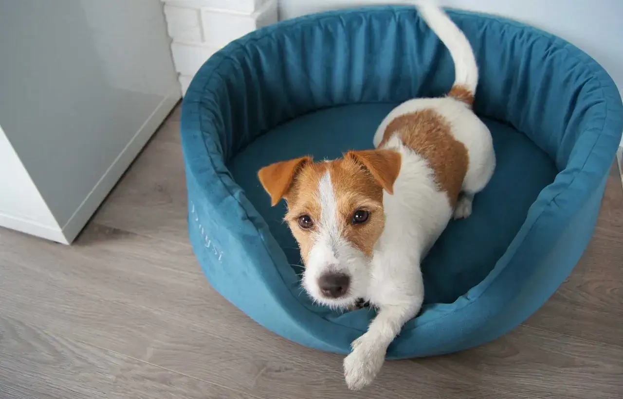 Zdjęcie Jak prawidłowo prać legowisko dla psa – unikaj błędów i zadbaj o higienę pupila