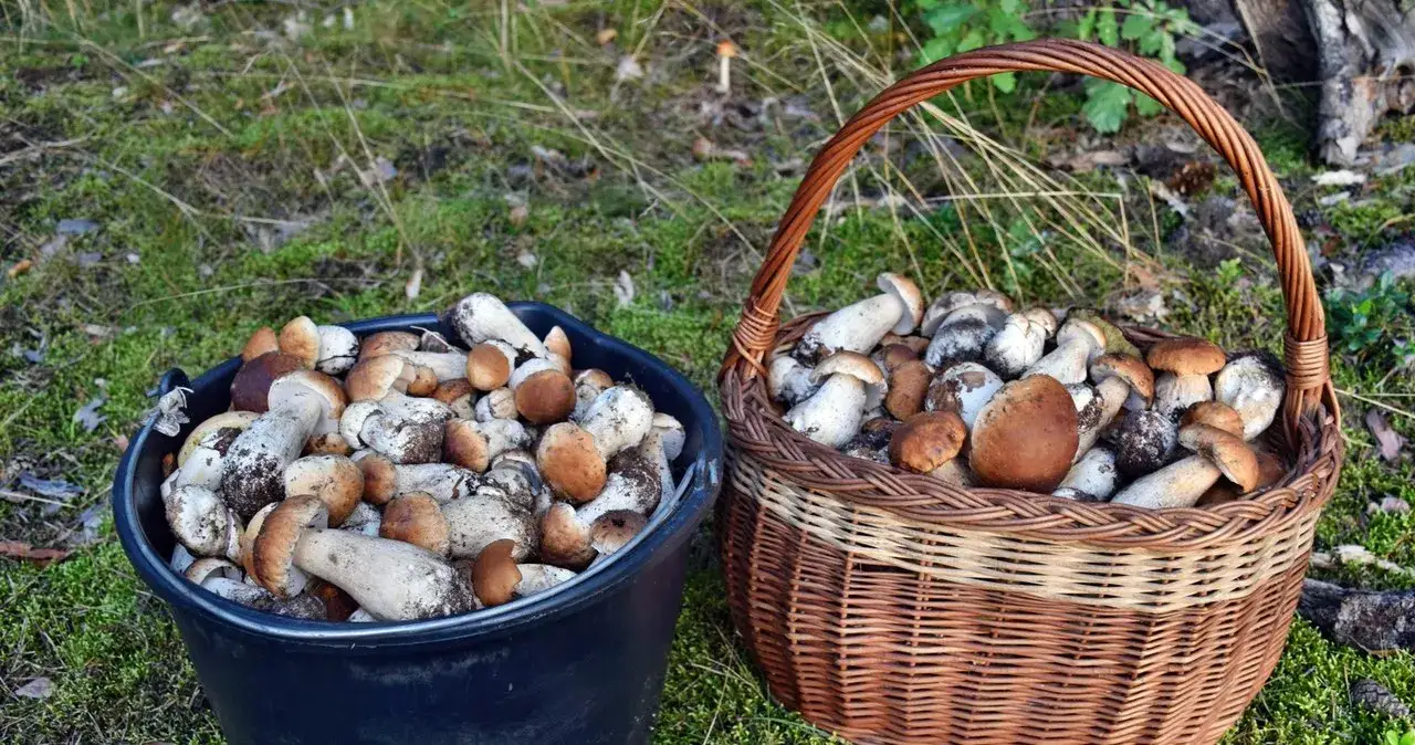 Zdjęcie Gdzie na grzyby w okolicach Lublina - najlepsze miejsca