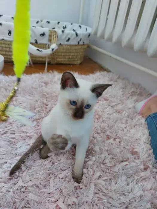 Zdjęcie Kot tonkijski krótkowłosy - cechy, pielęgnacja i temperament rasy