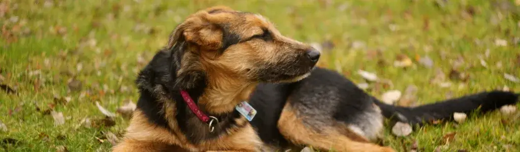 Zdjęcie Reinkarnacja psa: Czy to możliwe, by znów go spotkać?